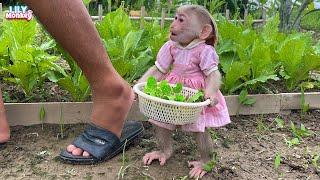 Monkey Lily obediently helps dad take care of the garden