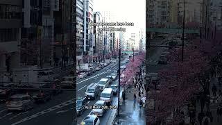 Breaking News Cherry Blossom Spot Discovered in Shibuya