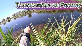 Трофей Этого Сезона На Рогатку #2023 #рыбалка #top #fishing #рыбалкасрогаткой#1k #толстолобик