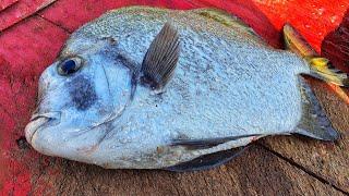 Big Bat Fish Cutting Skills  Amazing Fresh Sea Fish Cutting Skills  Largest Fish Market