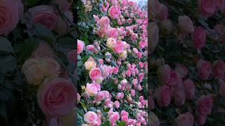 Super roses. #beautiful Pink roses.  #shorts  #rosegarden #flowergarden #mygarden #satisfying