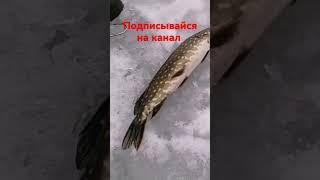 Щука зимняя рыбалка