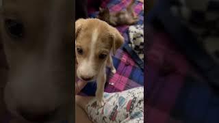 Puppy wrestlemania at 2am  Adorable Chaos  Furry Trounlemakers  Pawsome life #shorts