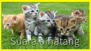 Suara binatang untuk anak-anak