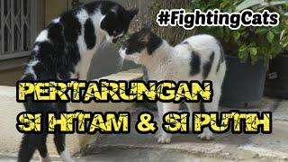 ⭐ KUCING HITAM PUTIH BERANTEM BAR-BAR PARAH