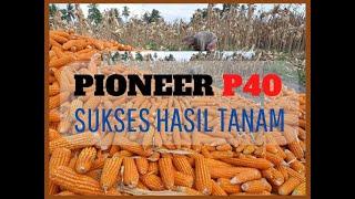 Hasil Penanaman Jagung Pioneer P40 Family bekas lahan semangka