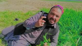 siraj pk vines Pashto drama EBRAT