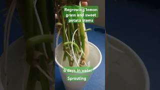 How to regrow lemon grass and sweet potatoes. Ready for transplant.