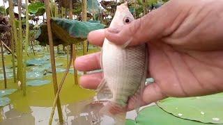 ngapak fishing MANCING ikan nila spot nyobok rawa teratai Kedawung Kroya Cilacap
