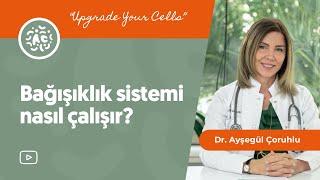 Bağışıklık sistemi nasıl çalışır?