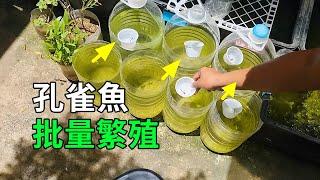 孔雀魚的秘密，繁殖過程大開眼界