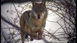 Wild Abruzzo la Regione dei Lupi