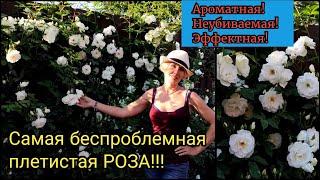 Самая беспроблемная и эффектная плетистая роза. Роза Айсберг