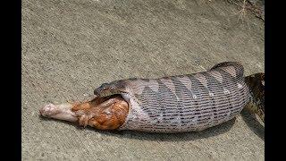 Python Swallows and Then Vomits Whole Pet Cat in Thailand