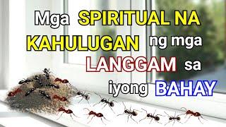 MGA SPIRITUAL NA KAHULUGAN NG MGA LANGGAM SA IYONG BAHAY