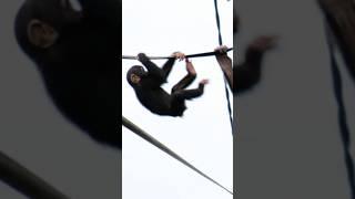 Adorable Baby Chimp Conquers High Rope Challenge #monkey #orangutan #zoo #shorts