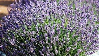 Southern Hills Lavender - Making It Grow