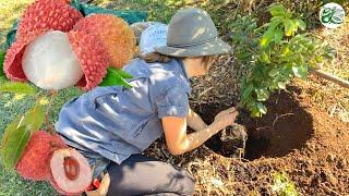 Lychee Tree - Planting for Success Lots of Fruit