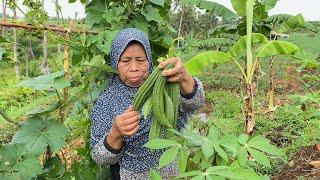 Musim Hujan Panen Oyong Masak Bakso Oyong Dan Bakwan Goreng Sangat Cocok Sekali