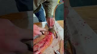 Removing cheeks from a northern pike