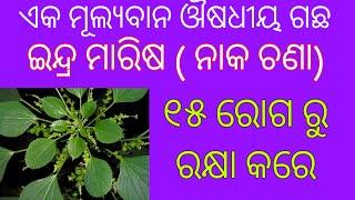 ଔଷଧୀୟ ଗଛ ନାକ ଚଣା  ହରୀତ ମଞ୍ଜରୀ। Harita Manjari plant medicinal uses 