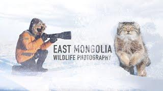 Photographing Pallas Cats in Mongolia  -30ºc w Nikon Z8