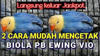 2 Cara mudah mencetak Lovebird biola PB Euwing vio