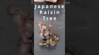 This fruit is so weird that it isnt even a fruit.  JAPANESE RAISIN TREE