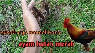 Cara memelihara anak ayam hutan merah#Javanese red jungle fowl# tips dan trik#kicau ndeso