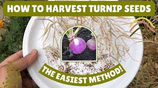 Harvesting Turnip Seeds The Easiest Method #turnip #seedcollection #gardening #gardeningtips #tip