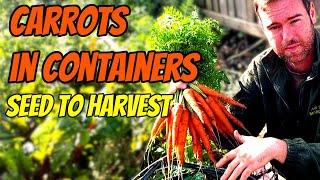 Growing Carrots in Containers  From Start to Finish