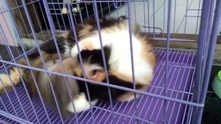 Ciri - Ciri Kucing Berhasil Kawin