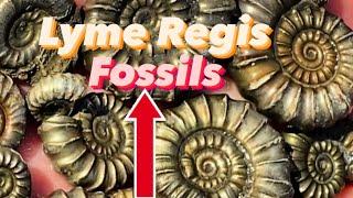 Fossil Hunting The JurassicCoast U.K. #fossilhunter#ammonites#beachfossils