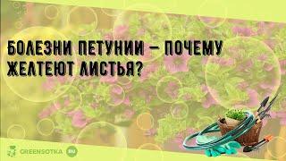 Болезни петунии — почему желтеют листья?