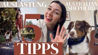 Wieviel Auslastung braucht ein Australian Shepherd? Tipps zum Beschäftigen und Auslasten von Hunden