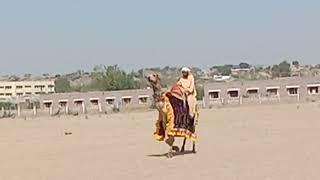 resing Camel  romance desert animals Camel 