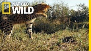 Serval vs. Snake  South Africa