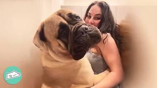 Gentle Giant Mastiff Wants To Hug Everybody He Meets  Cuddle Buddies