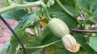 HOW TO PROTECT YOUR PLANTS FROM SQUASH VINE BORERS