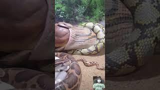 Viral Snake Video   #shorts #shortfeed #short