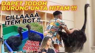 LOH..ANEH BGT NIH BURUNG UNTA NYA.. GASKEUN LANGSUNG KITA JODOHIN SAMA SI SUSI...