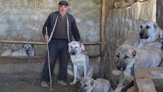 SİVASLI LATİF EMMİNİN KURTÇU KANGAL KÖPEKLERİ  - SİVAS GÜRÜN DEKİ KURT BOĞAN KANGAL ÇOBAN KÖPEKLERİ