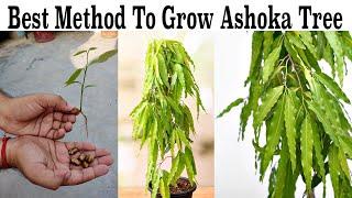 बरसात के महीने में अशोक का पेड़ मुफ्त में उगाने की जानकारी ⎪ How to Grow Ashoka Saraca Asoca Tree