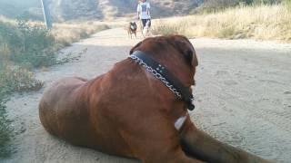 French mastiff putting dog owners to shame