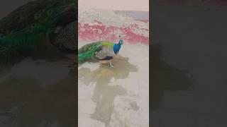 birds also feeling  #youtubeshorts #hot_status #birdsoundvideo #viral #youtuber #shortvideo #6000