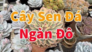 Đập hộp cây sen đá khủng  succulent Gia Nghia