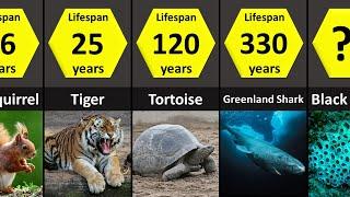 How Long Animals Live Lifespans of Animals Lowest to Highest