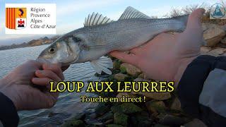 Loups aux leurres