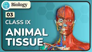 03  Animal Tissue Class 9  WBBSE Class 9 Life Science Chapter 6.B in Hindi  By Shifat Ahmed