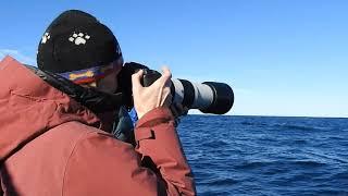 Westport Seabirds Pelagic October 6 2018